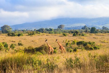 Pair of giraffes walking in Ngorongoro Conservation Area in Tanzania. Wildlife of Africa