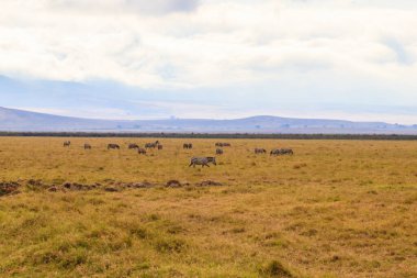 Tanzanya 'daki Ngorongoro Krateri Ulusal Parkı' nda bir zebra sürüsü. Afrika 'nın vahşi yaşamı