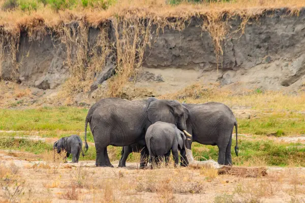 Stock image Herd of african elephants in Tarangire National Park, Tanzania