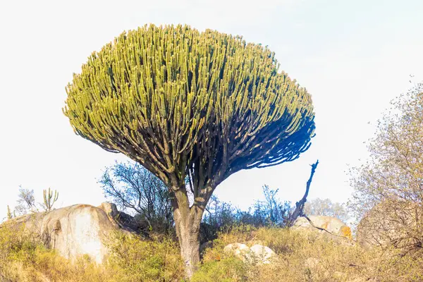 stock image Candelabra tree (Euphorbia ingens), also known as naboom in Serengeti national park