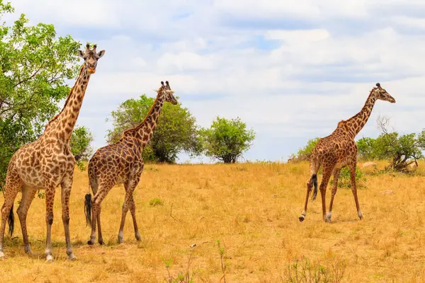 Tanzanya 'daki Serengeti Ulusal Parkı' ndaki savanada zürafalar. Tanzanya 'nın vahşi doğası, Doğu Afrika