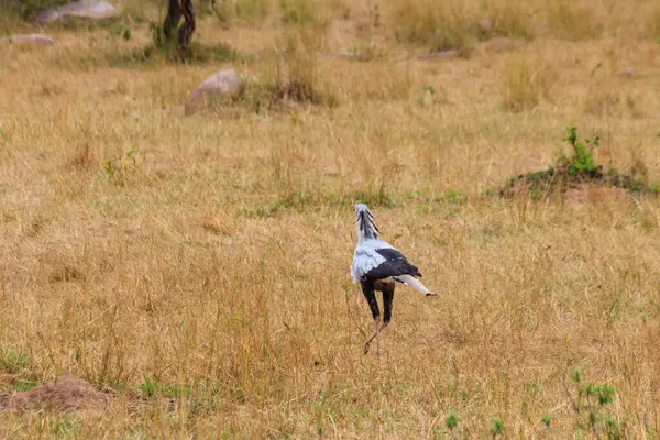 stock image Secretarybird or secretary bird (Sagittarius serpentarius) walking in Serengeti national park, Tanzania