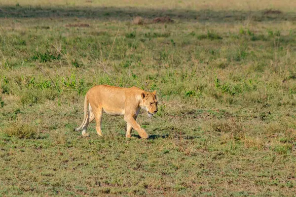 Serengeti Milli Parkı, Tanzanya 'da savanda yürüyen dişi aslan (Panthera leo)