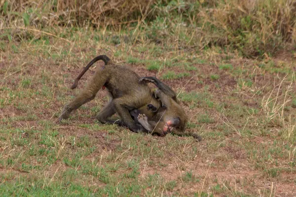 stock image Two young olive baboons (Papio anubis) playing in savanna in Serengeti national park, Tanzania