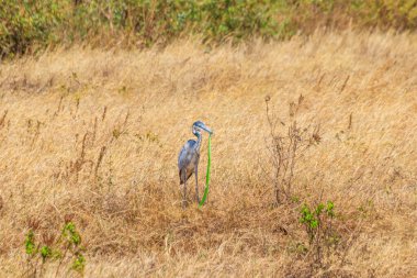 Black-headed heron (Ardea melanocephala) eating eastern green mamba (Dendroaspis angusticeps) snake in dry grass in Ngorongoro Crater National Park, Tanzania clipart