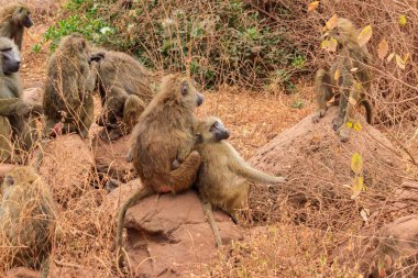 Group of olive baboons (Papio anubis), also called the Anubis baboons, in Lake Manyara National Park in Tanzania