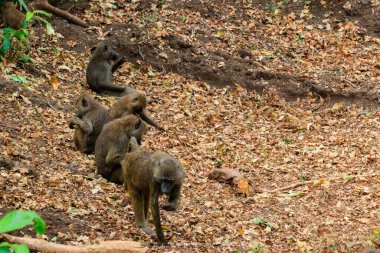 Group of olive baboons (Papio anubis), also called the Anubis baboons, in Lake Manyara National Park in Tanzania