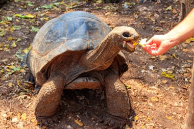 İnsan, Tanzanya 'daki Zanzibar Hapishanesi' nde dev aldabra kaplumbağası besliyor.