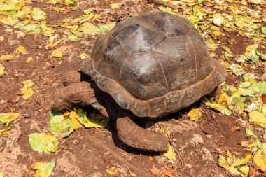 Aldabra giant tortoise on Prison island, Zanzibar in Tanzania clipart