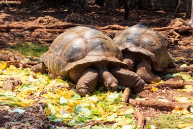 Bir çift dev Aldabra kaplumbağası, Tanzanya 'daki Zanzibar Adası' nda.