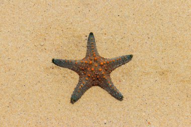 Sarı kumsaldaki deniz yıldızı. Üst görünüm