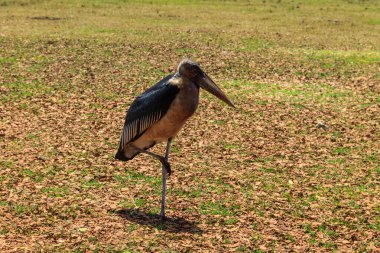 Marabou stork (Leptoptilos crumenifer) walking on a lawn clipart