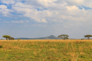 Serengeti Milli Parkı, Tanzanya