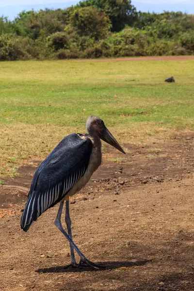 Stock image Marabou stork (Leptoptilos crumenifer) walking on a lawn