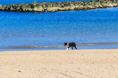 Sınır köpeği kumsalda koşuyor.
