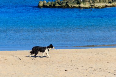 Sınır köpeği kumsalda koşuyor.