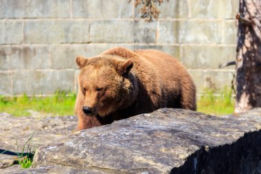 Bear Pit, Bern, İsviçre 'de. Ayı, Bern şehrinin bir sembolüdür.