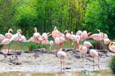 Küçük flamingo sürüsü (Phoenicoparrus minör) bir gölde