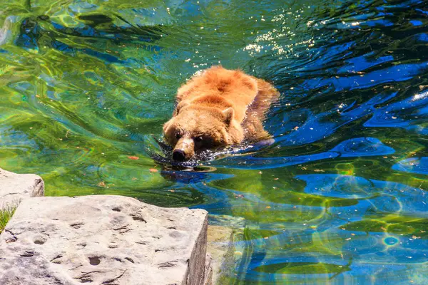 stock image Bear in Bear Pit in Bern, Switzerland. Bear is a symbol of Bern city