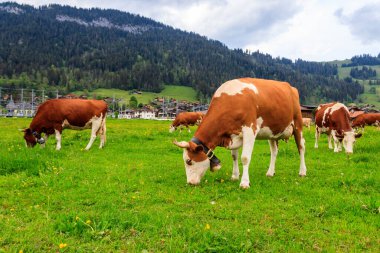 İsviçre 'nin İsviçre Alpleri' ndeki yeşil bir çayırda otlayan inek sürüsü.