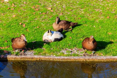 Common eider (Somateria mollissima), also called St. Cuthbert's duck or Cuddy's duck on a green meadow clipart