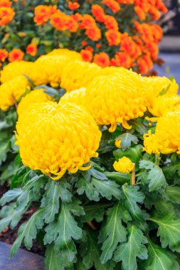 Güzel sarı kasımpatılar bahçede