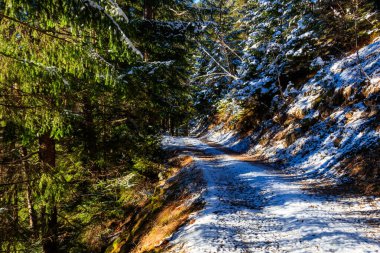 Karlı bir ormandaki çam ağaçlarının arasından