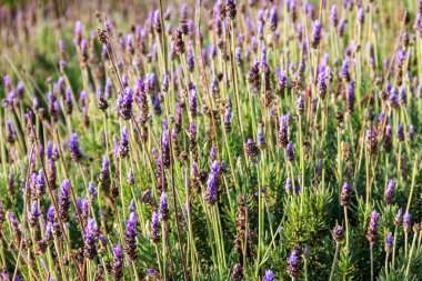 Bahçedeki çiçek tarhında açan güzel lavanta