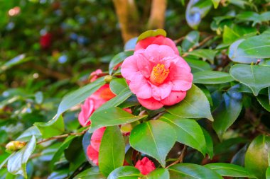 Parkta güzel açan kamelya ağacı