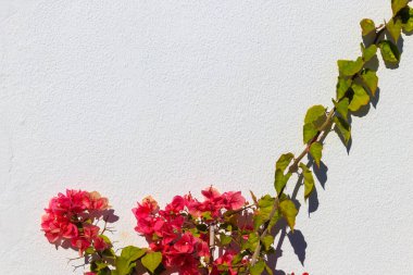 Beyaz duvar pembe begonvillerle süslenmiş.