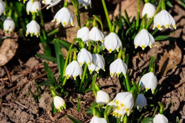 Bahar kar tanesinin beyaz çiçekleri (Leucojum vernum)