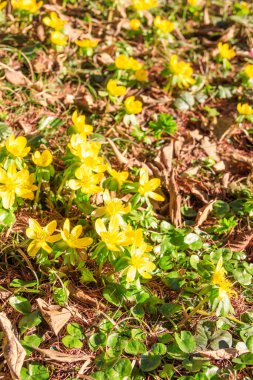 Çayırda sarı düğün çiçekleri