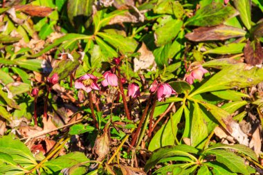 Bahçedeki çiçek tarhında pembe bir çiçek.