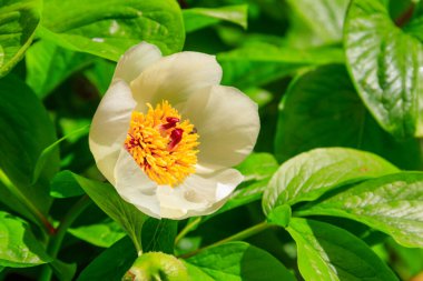 Bahçedeki beyaz şakayık (Paeonia makrophylla)