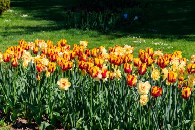 Bahçedeki çiçek tarhında turuncu laleler ve nergisler.