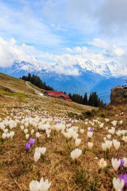 İsviçre Alplerinde ilkbaharda açan yabani mor ve beyaz Crocus alp çiçekleri. Niederhorn, İsviçre. Çiçekleri açan güzel İsviçre dağları manzarası