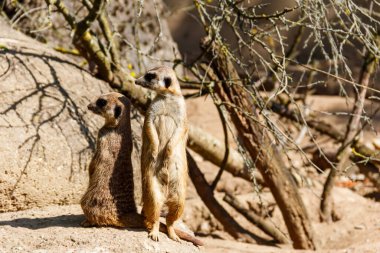 Meerkat (Suricata suricatta) veya suricate