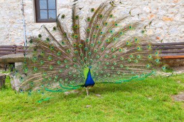 Çimenlik üzerinde renkli kuyruk tüyleri olan tavus kuşu (Pavo cristatus) erkeği