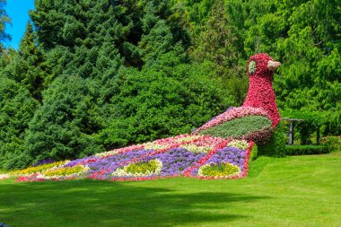 Tavuskuşu, Almanya 'nın Constance Gölü' ndeki Mainau adasındaki çiçeklerden yapılmıştır.