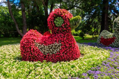 Çiçek adasındaki ördekler Constance Gölü 'ndeki Mainau, Almanya