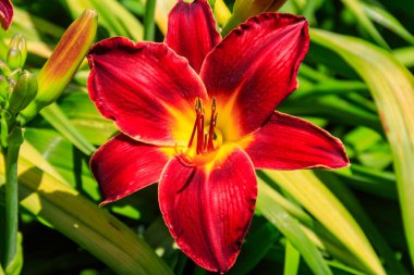 Bahçede güzel bir gün