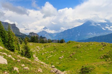 Karla kaplı İsviçre Alpleri ve İsviçre 'nin Bernese Oberland kentindeki Schynige Platte yakınlarında yeşil çiçekli alp çayırlarının panoramik manzarası