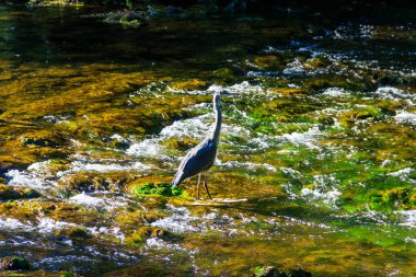 Bir nehirde gri balıkçıl (Ardea cinerea)