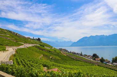 Ünlü Lavaux üzüm bağlarının manzarası, Cenevre Gölü ve İsviçre 'nin Vaud kantonundaki Alpler.