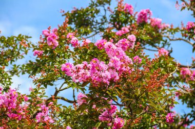 Crape mersin çiçekleri (Lagerstroemia indica)