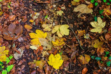 Sonbahar akçaağaç yapraklarının arka planı