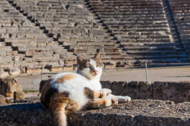 Yunanistan 'ın Mora kentindeki Epidaurus antik tiyatrosundaki kedi