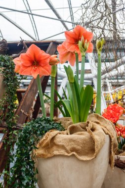 Güzel kırmızı Amaryllis çiçeği. Büyük çiçekli hippeastrum.