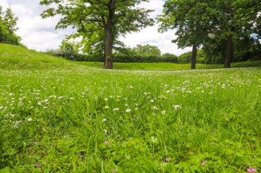 Çiçek açan beyaz papatya çiçekleriyle yeşil çayır.