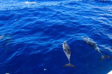 Atlantik benekli yunusu (Stenella frontalis), Atlantik Okyanusu, Funchal, Madeira, Portekiz 'de yüzer.